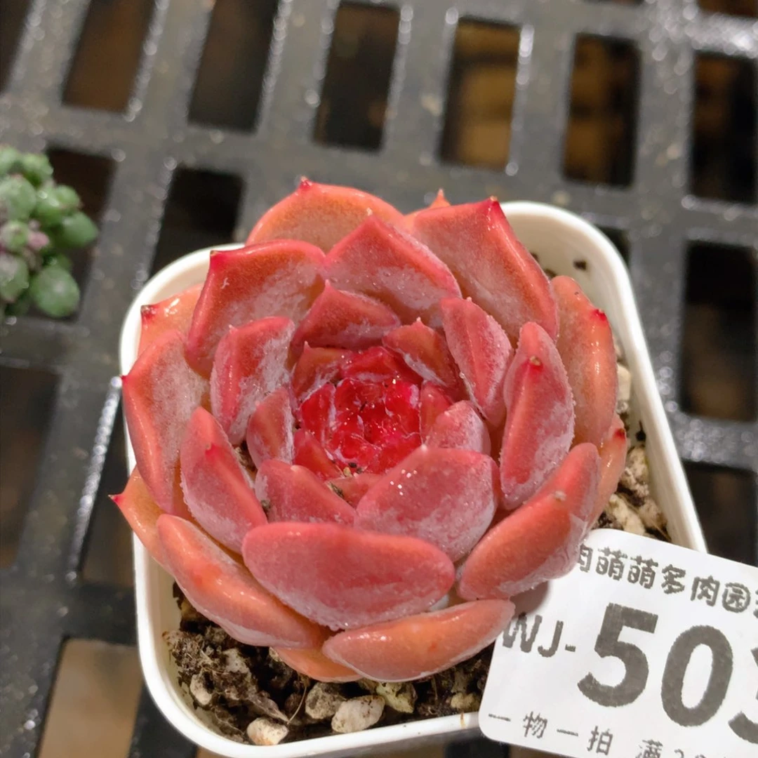 肉萌萌拇指盆多肉WJ503