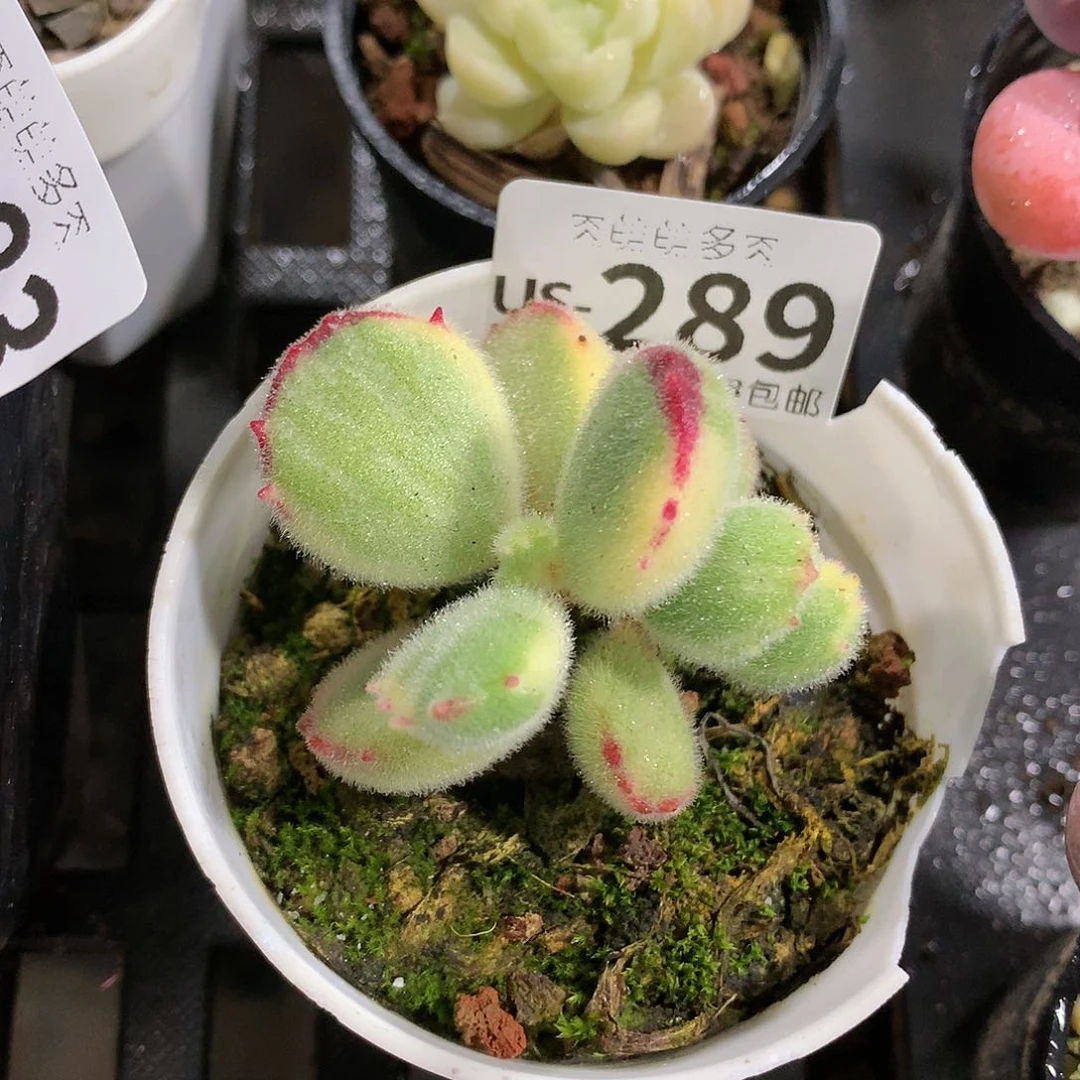 肉萌萌拇指盆多肉US289