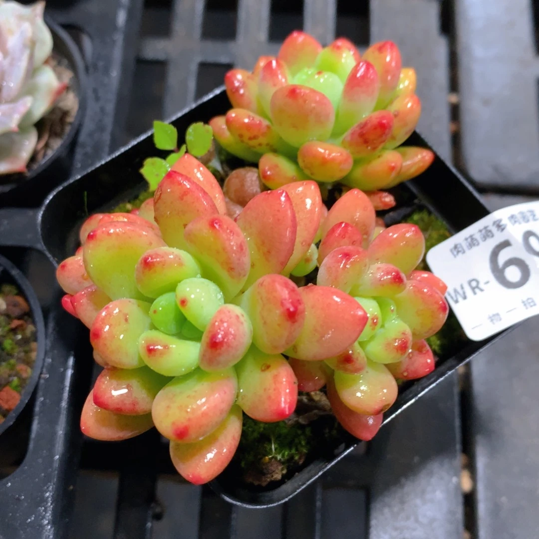 肉萌萌拇指盆精控多肉WR690