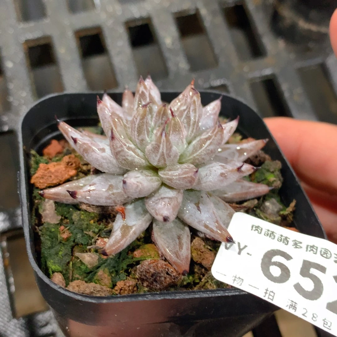 肉萌萌拇指盆多肉VY652