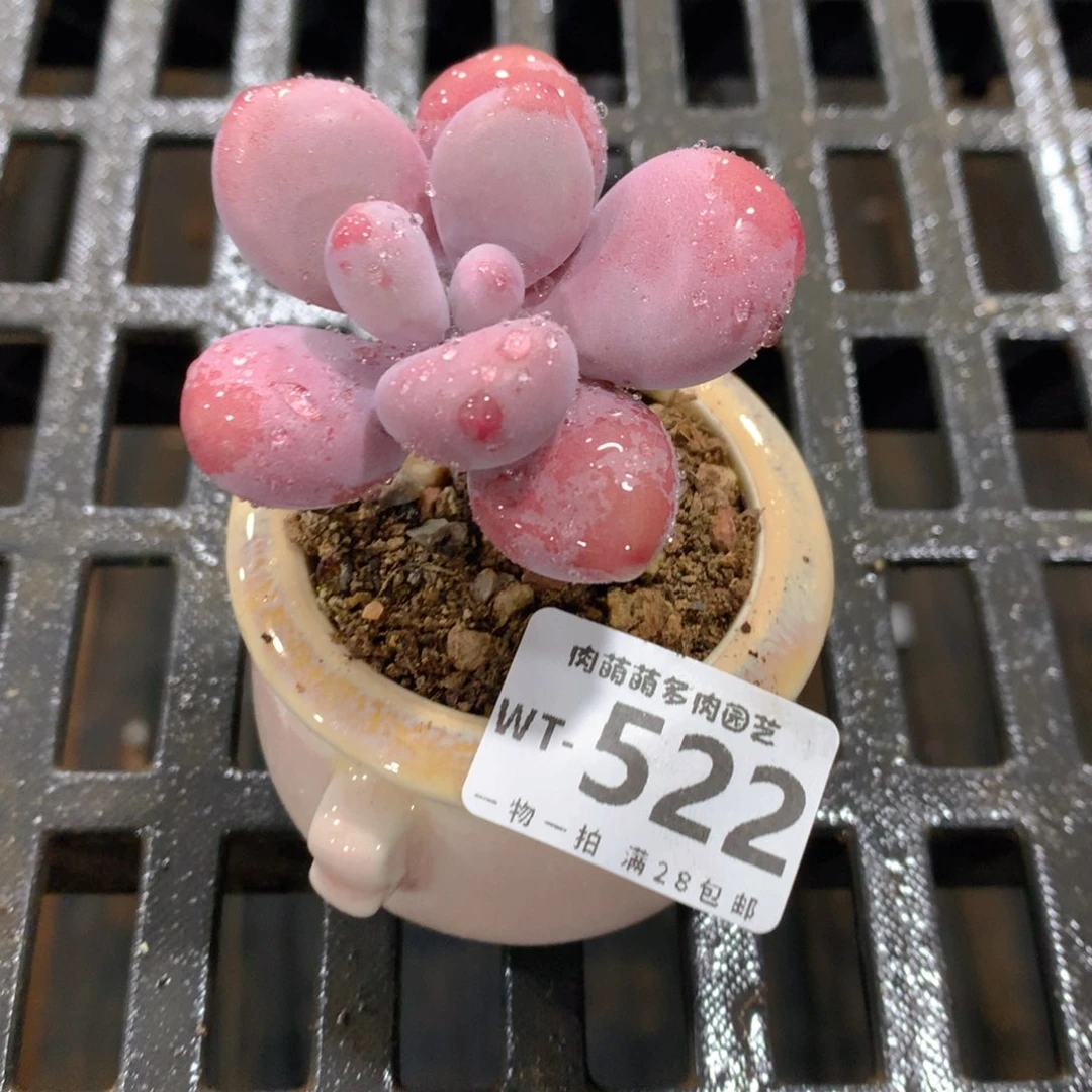 肉萌萌拇指盆精控多肉WT522