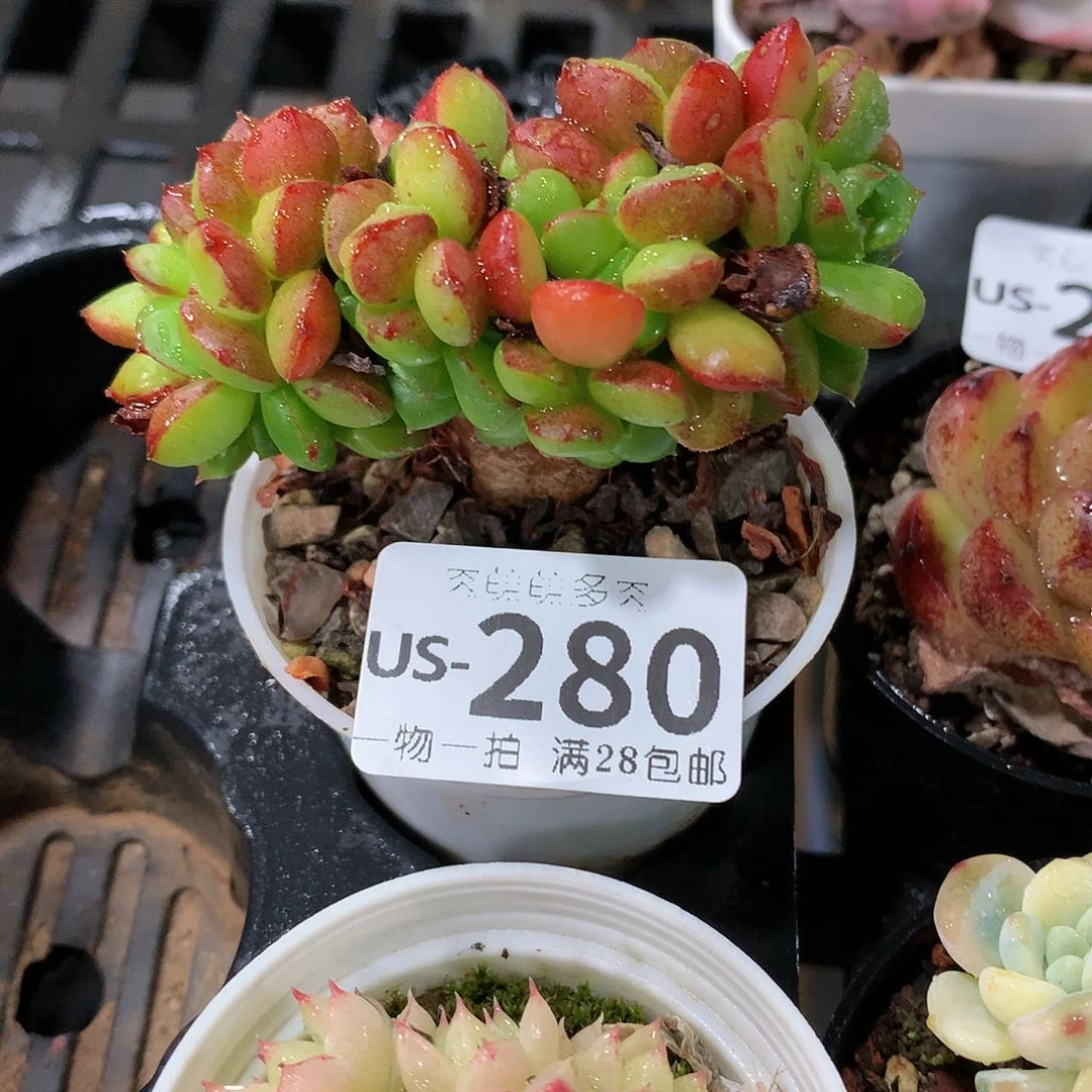 肉萌萌拇指盆多肉US280