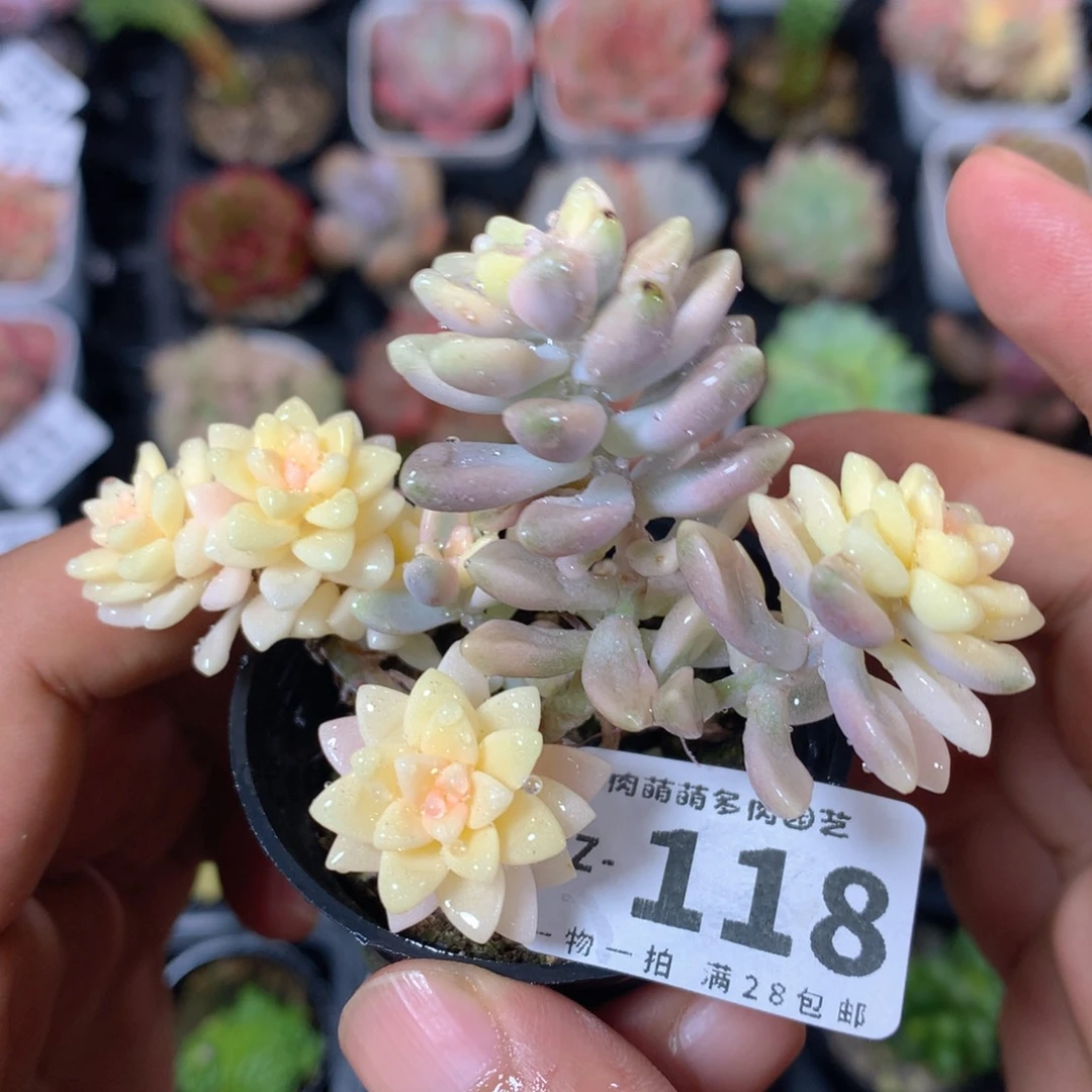 5CM拇指盆精控多肉VZ118