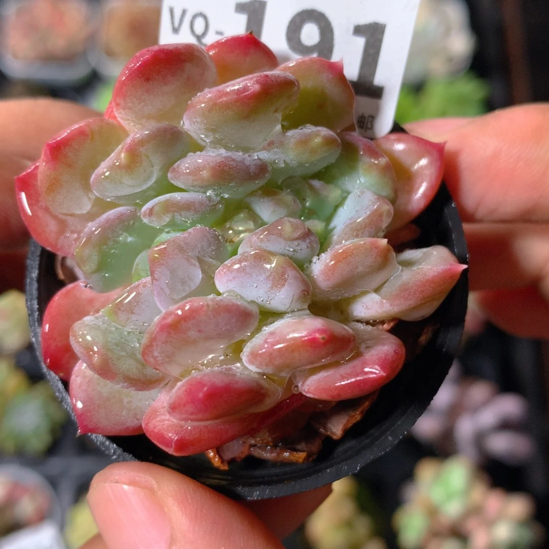 5CM盆精控多肉VQ191