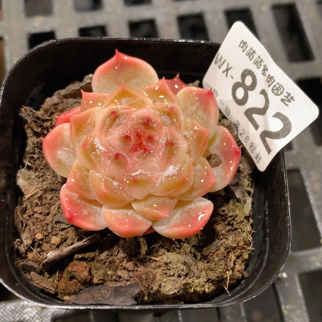 肉萌萌拇指盆精控多肉WX822