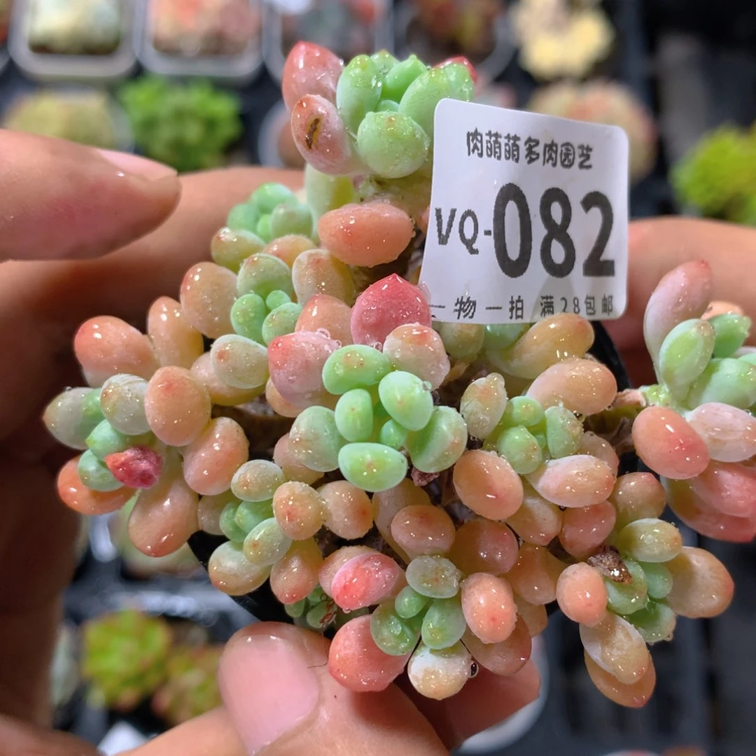 5CM盆精控多肉VQ082