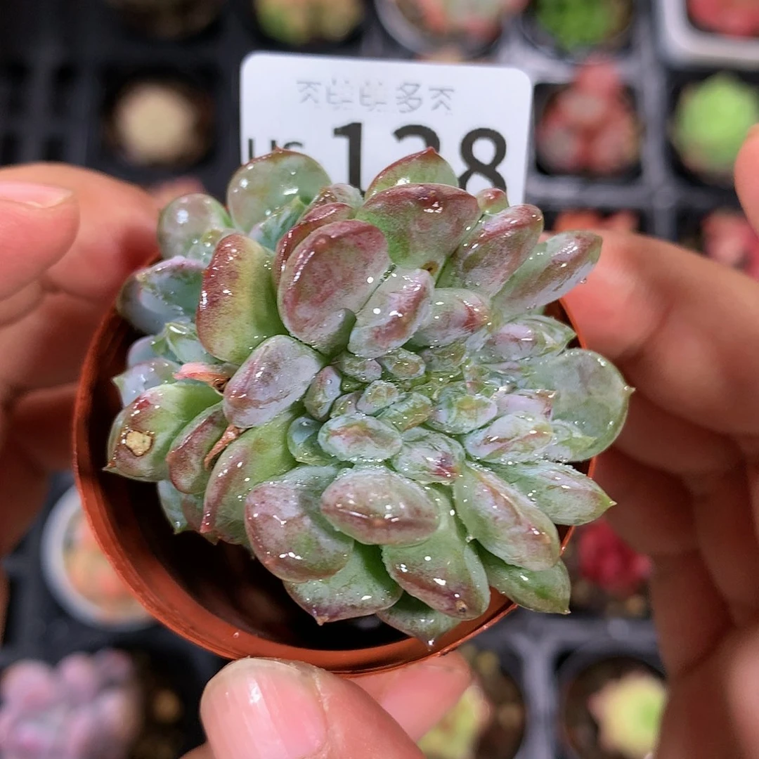 肉萌萌拇指盆多肉US138