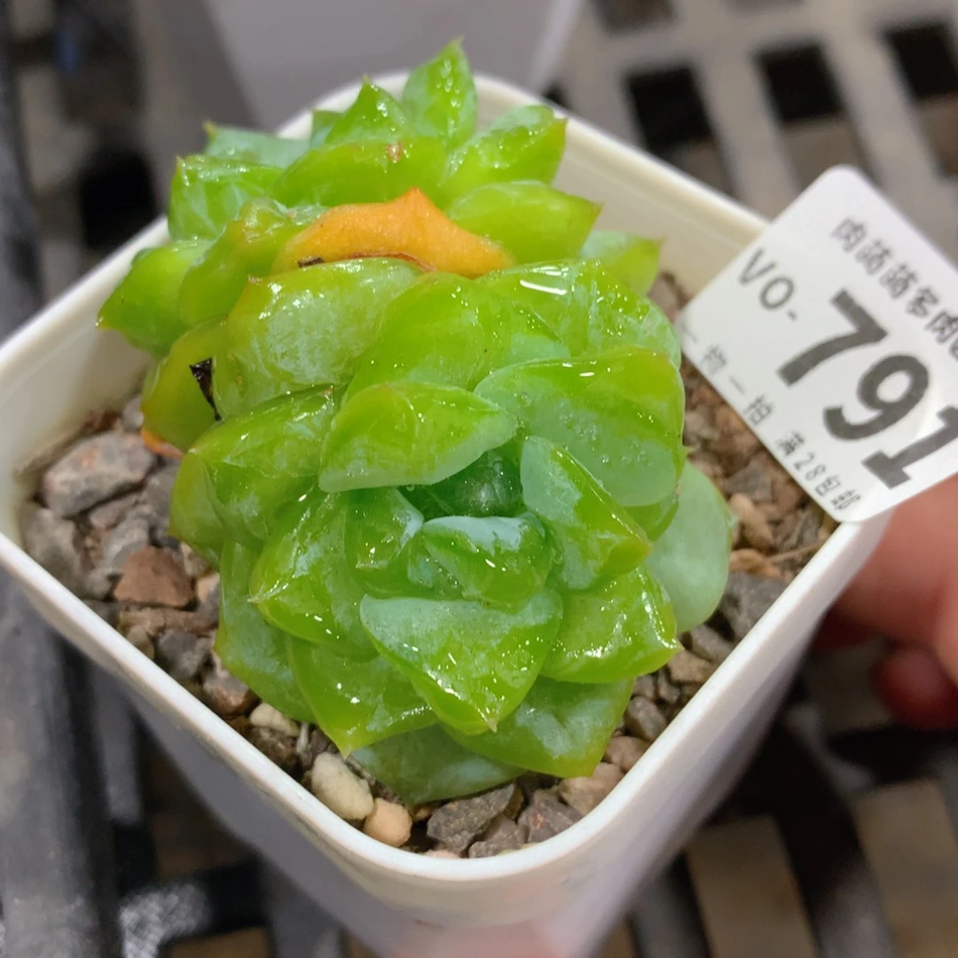 肉萌萌拇指盆多肉VO791