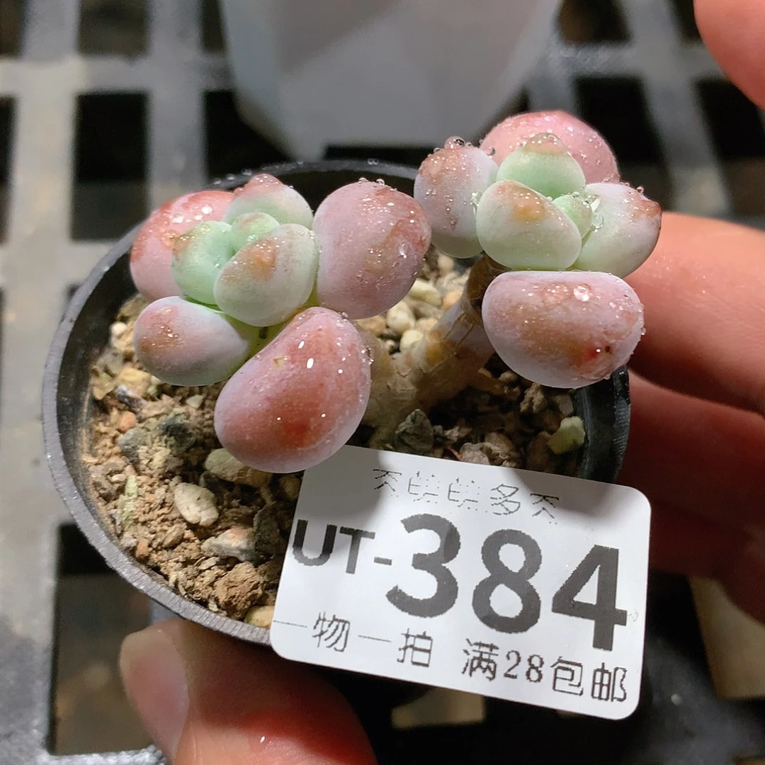 肉萌萌拇指盆多肉UT384