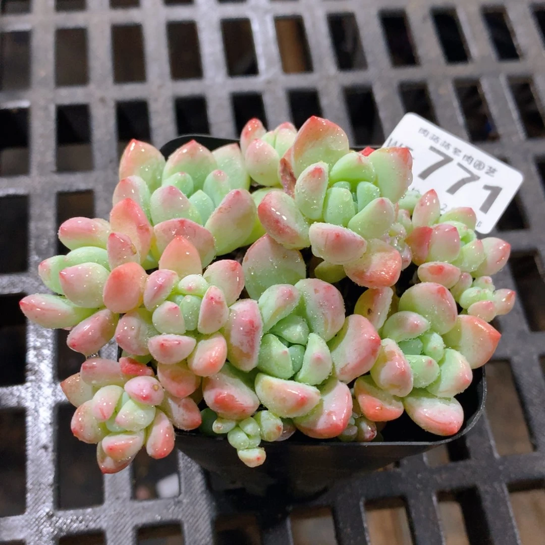 肉萌萌拇指盆精控多肉WT771