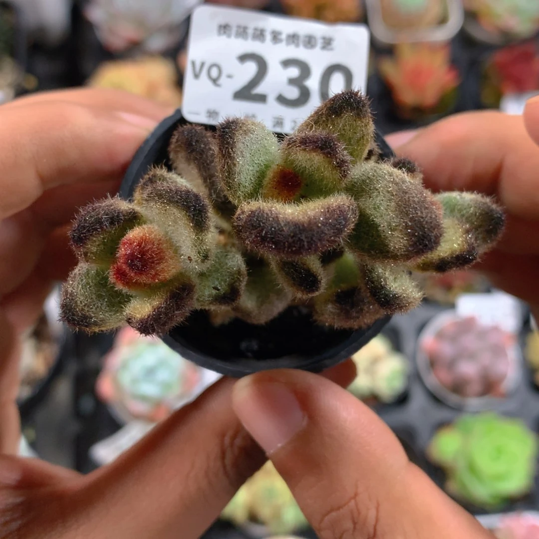 5CM盆精控多肉VQ230