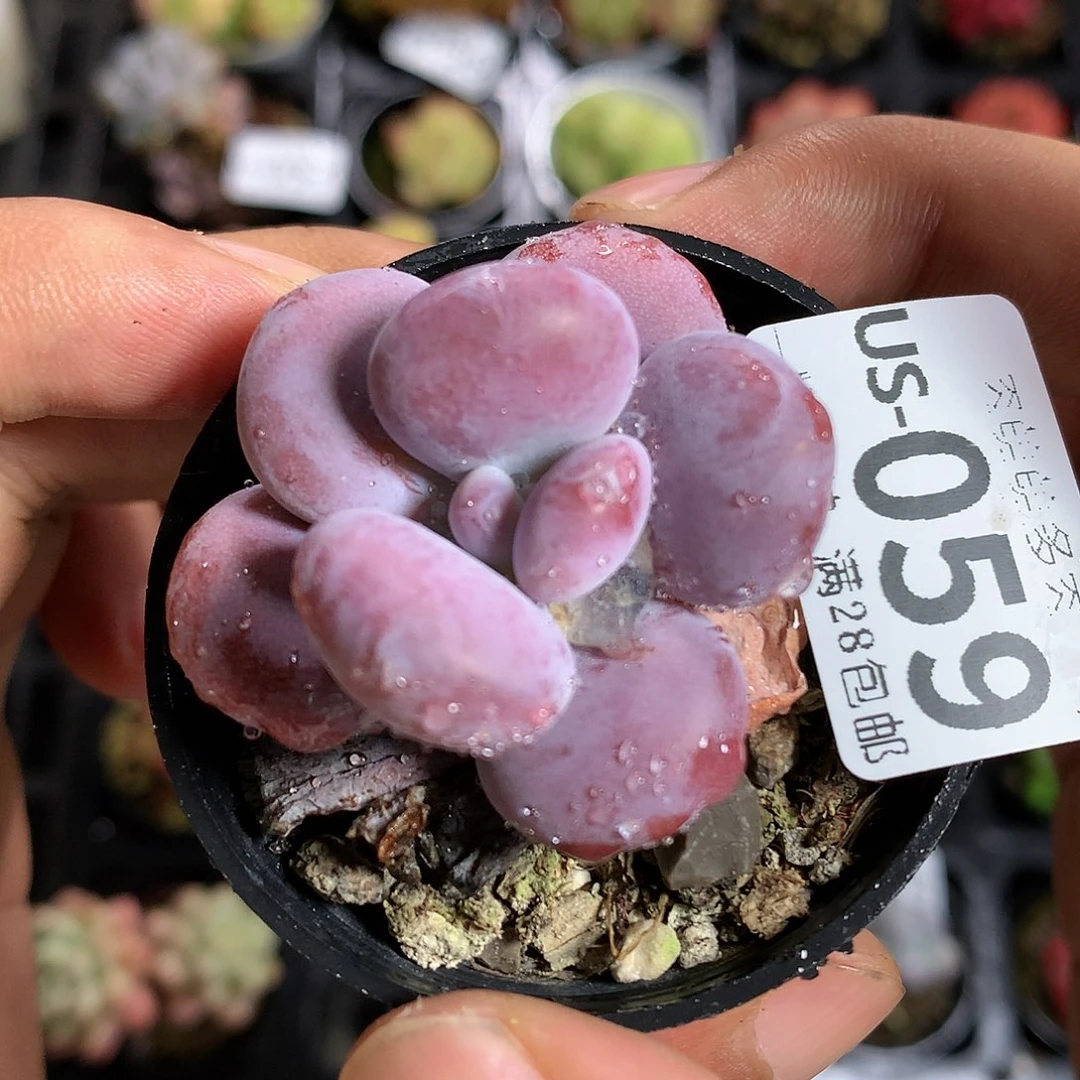 肉萌萌拇指盆多肉US059