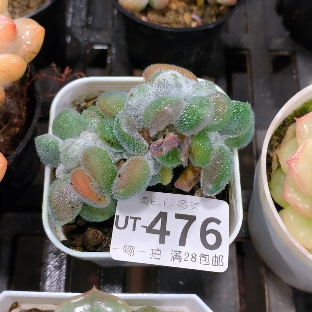 肉萌萌拇指盆多肉UT476