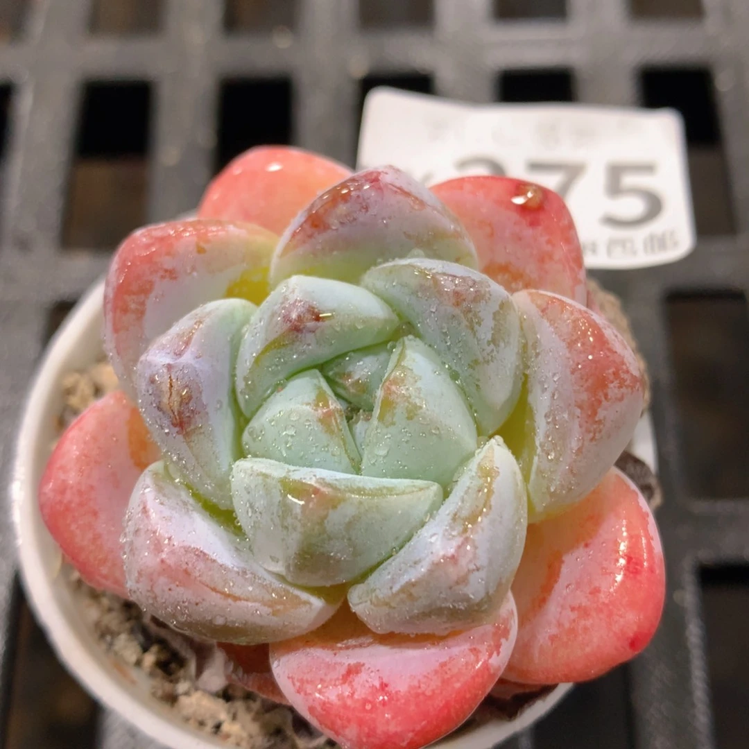 肉萌萌拇指盆多肉UX275