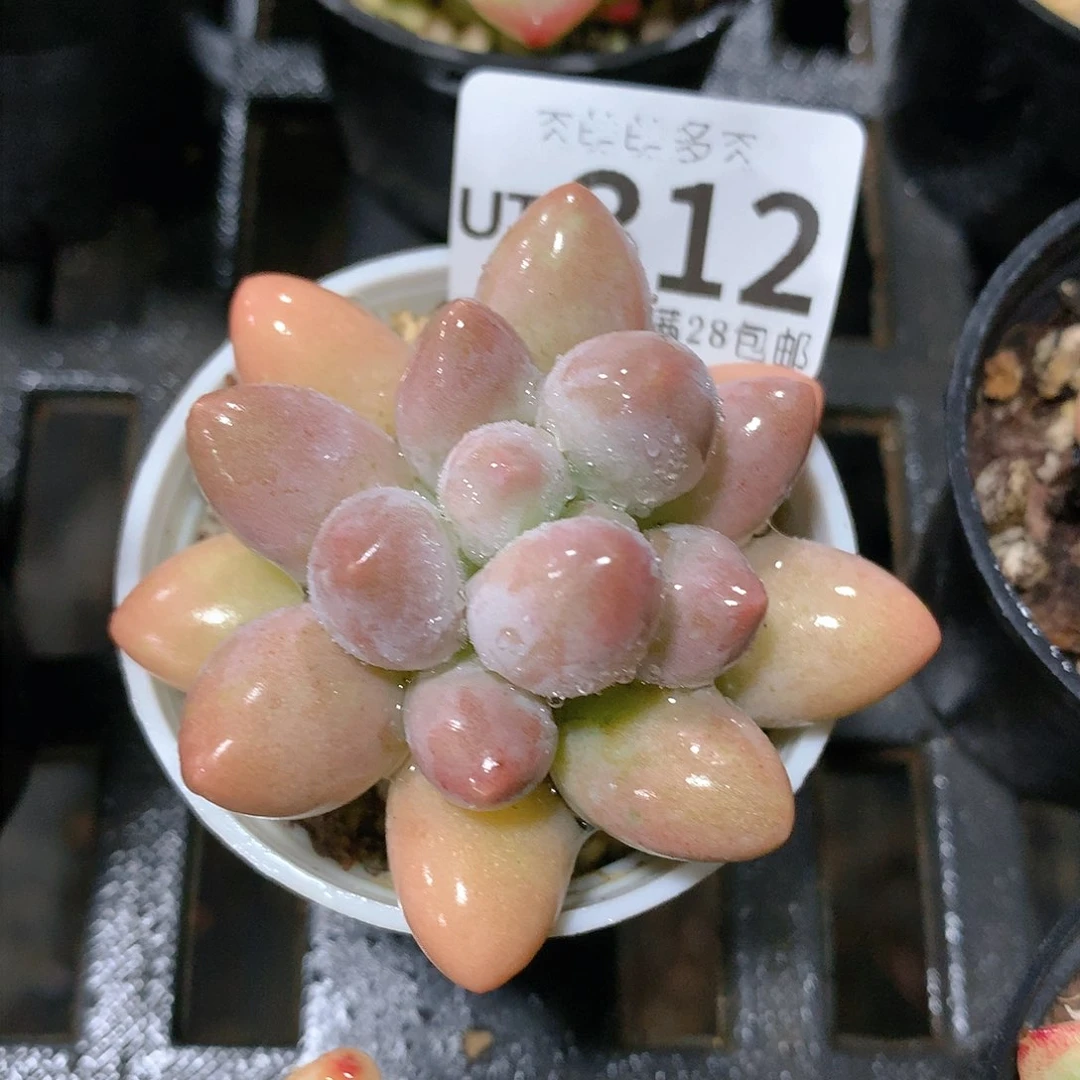 肉萌萌拇指盆多肉UT312