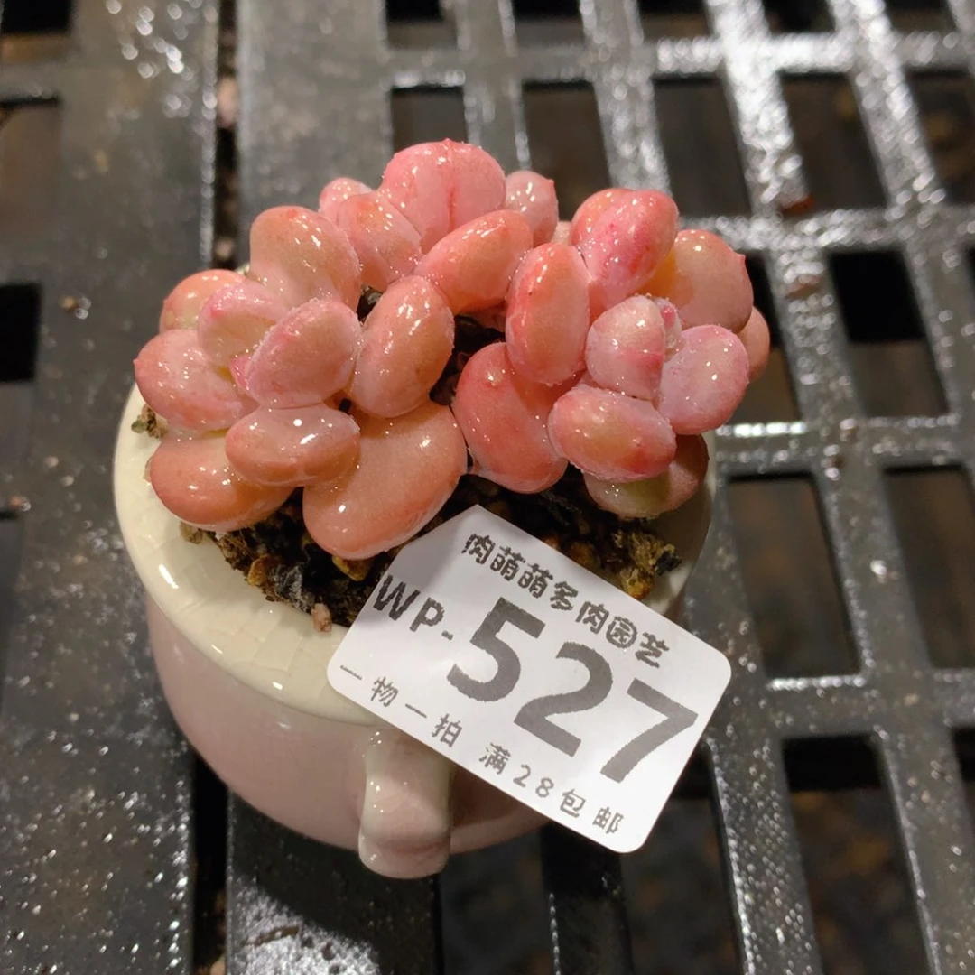 肉萌萌拇指盆精控多肉WP527