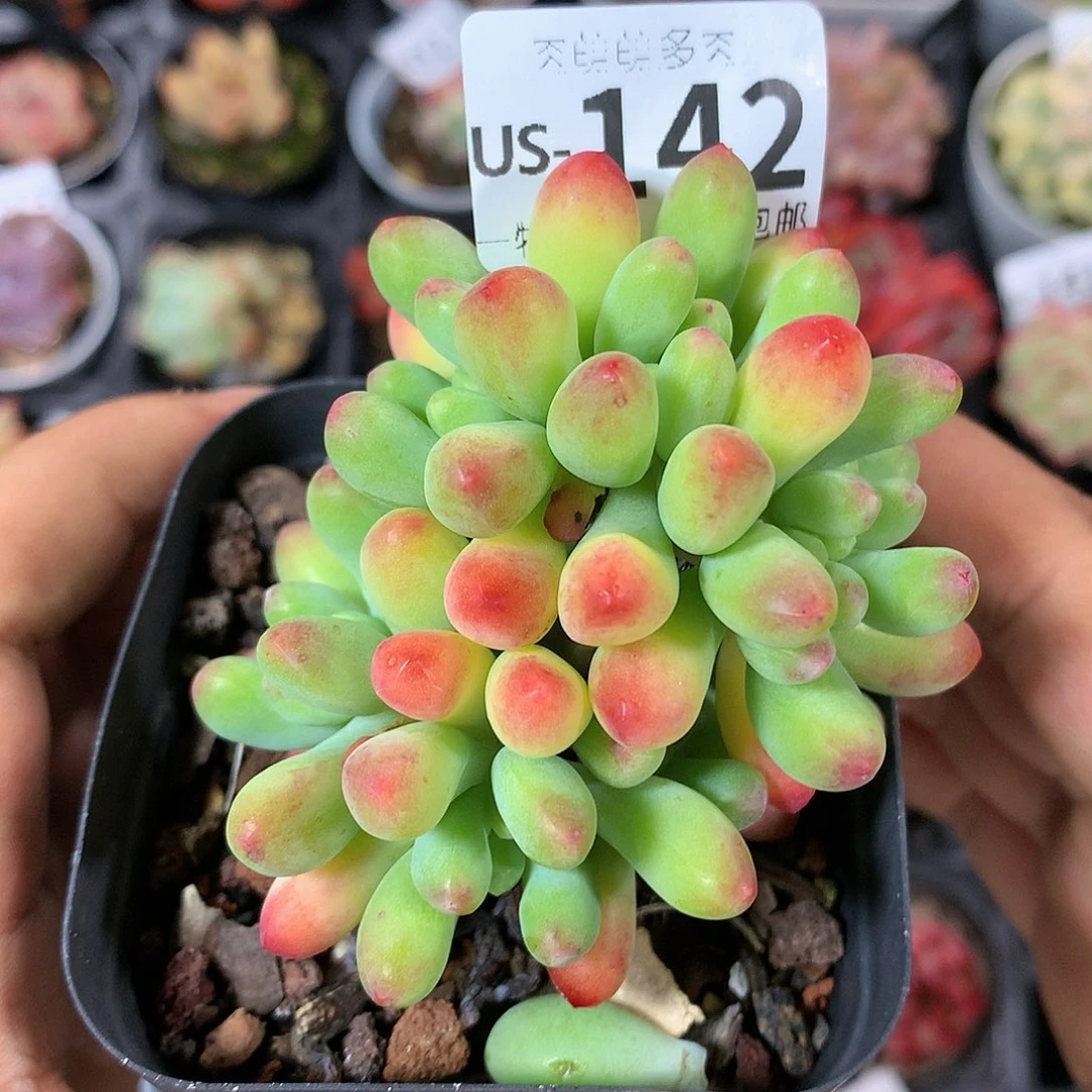 肉萌萌拇指盆多肉US142