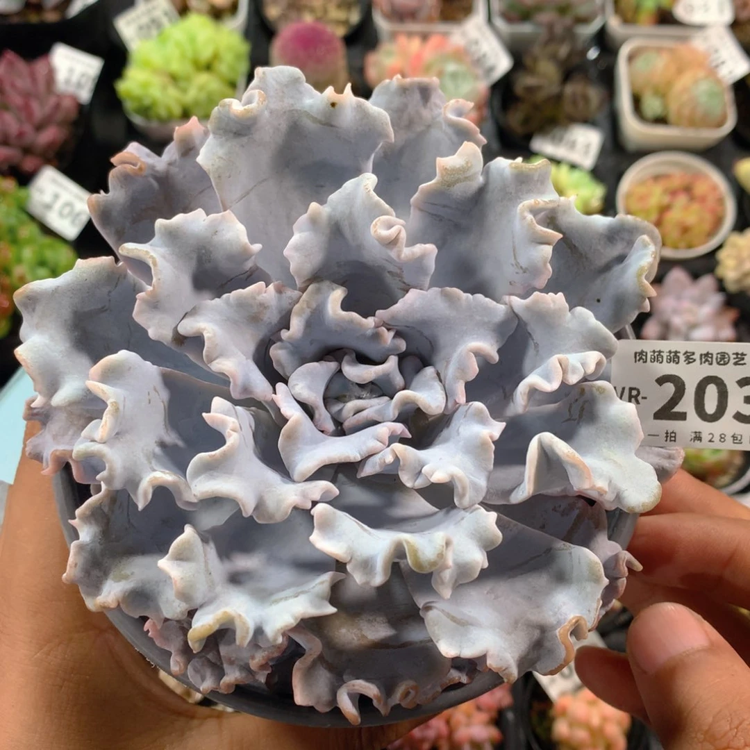 5CM盆精控多肉VR203