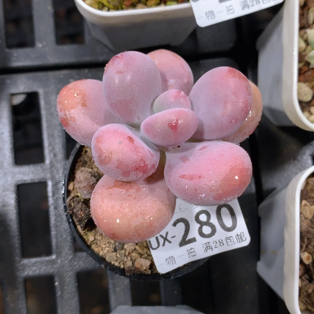 肉萌萌拇指盆多肉UX280