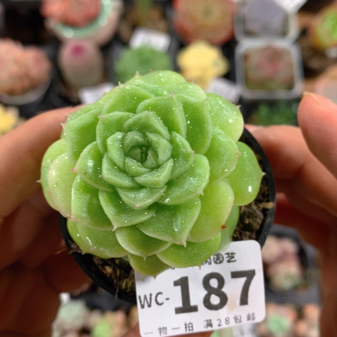 5CM拇指盆精控多肉WC187