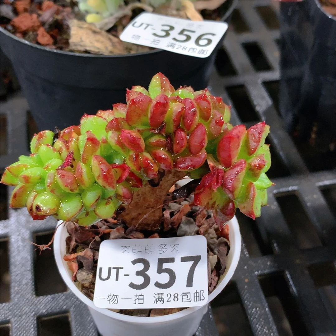 肉萌萌拇指盆多肉UT357