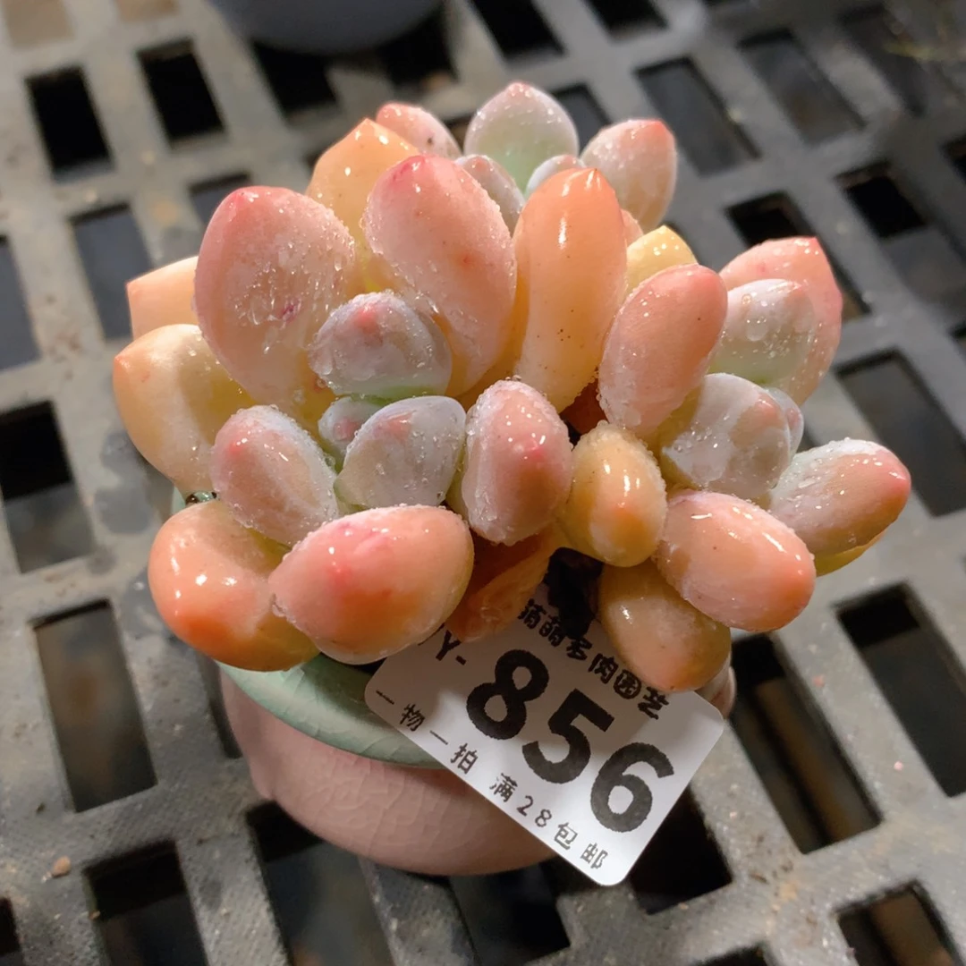 肉萌萌拇指盆多肉VY856