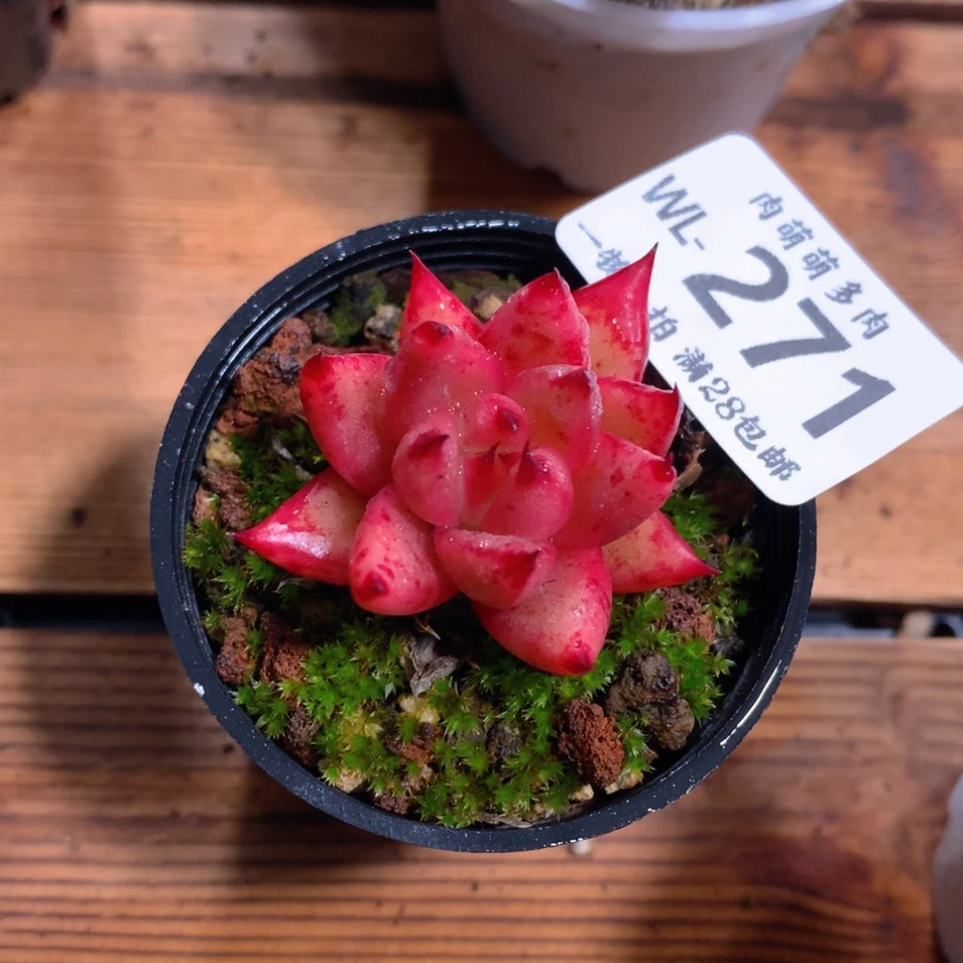 5CM拇指盆精控多肉WL271