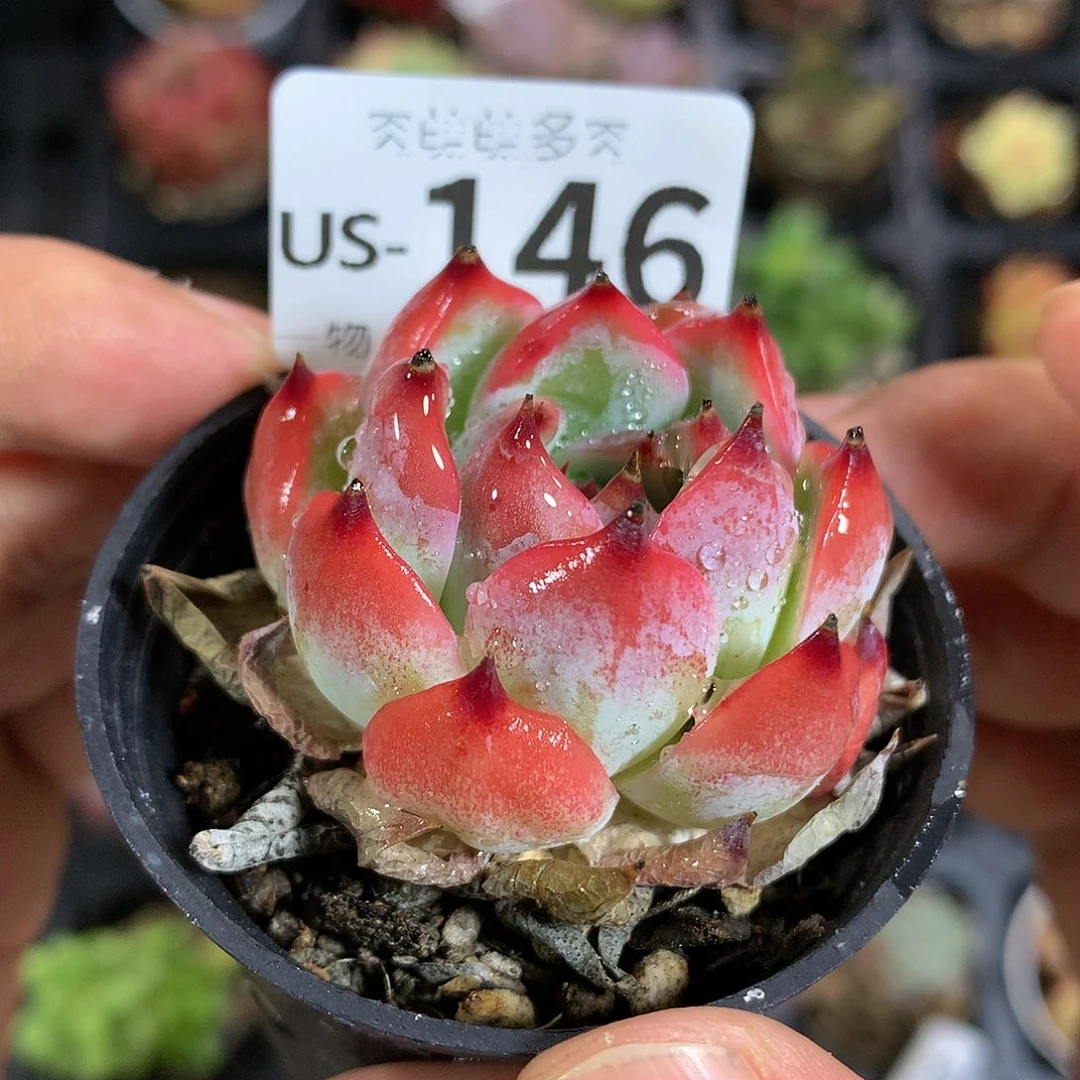 肉萌萌拇指盆多肉US146