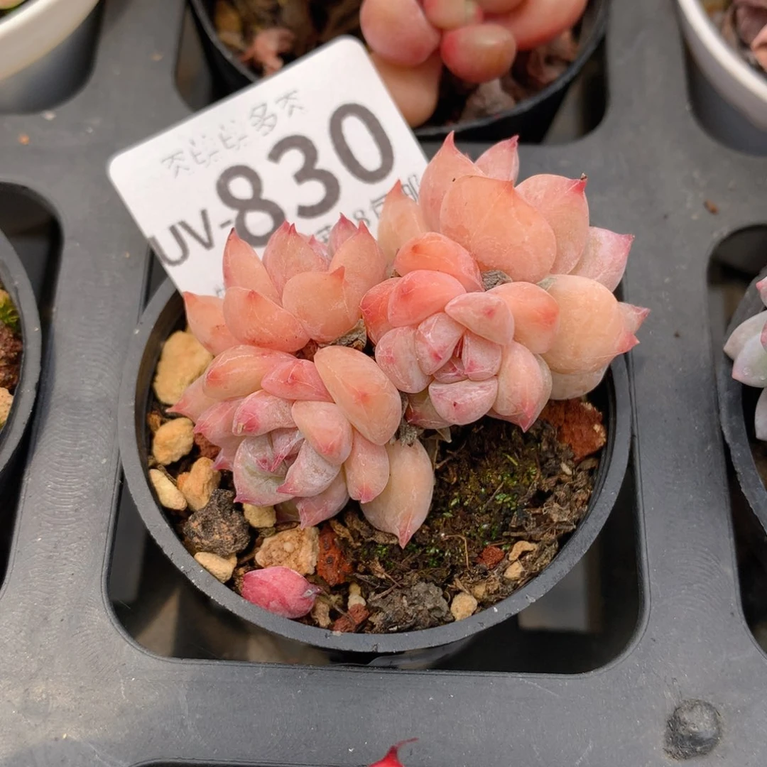 肉萌萌拇指盆多肉UV830