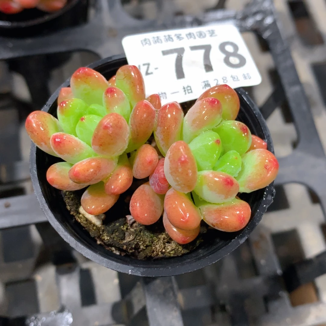 肉萌萌拇指盆多肉VZ778