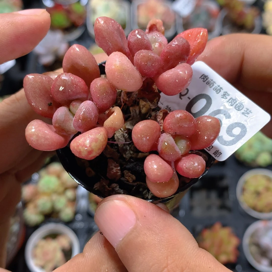 5CM盆精控多肉VQ069