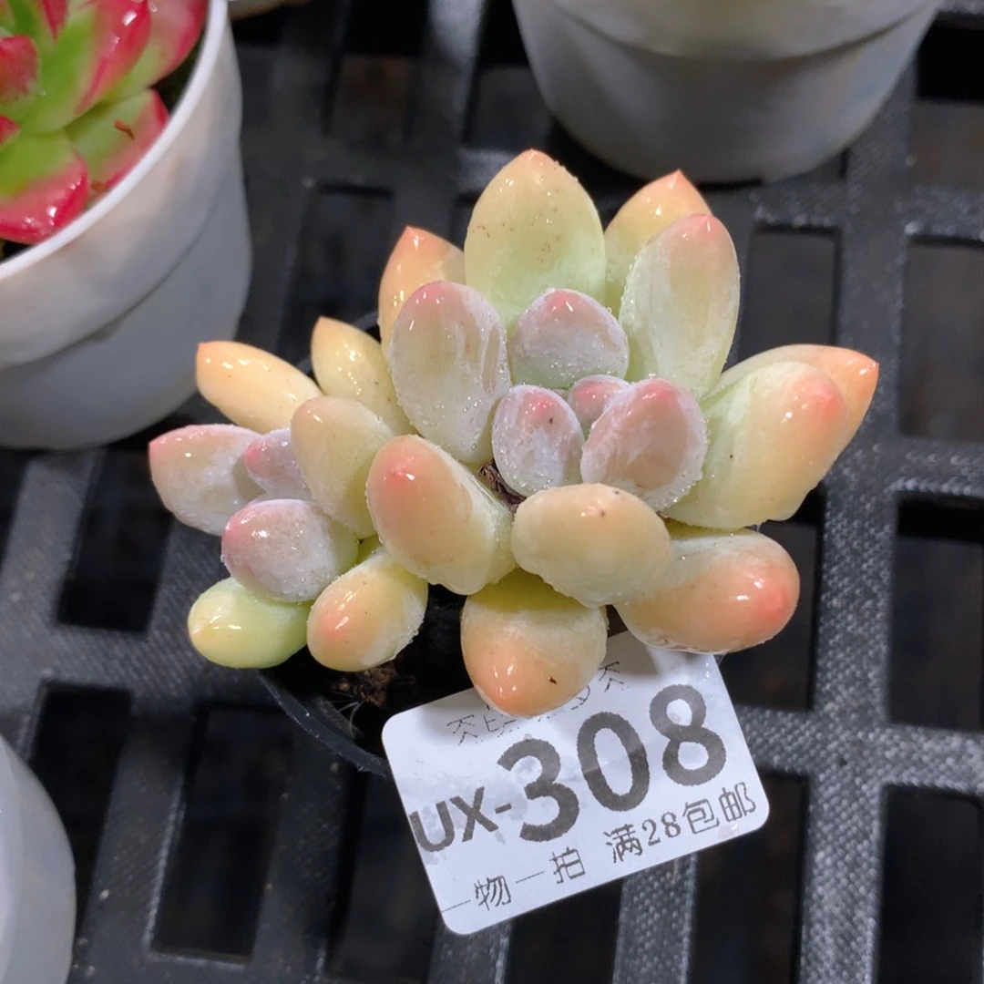 肉萌萌拇指盆多肉UX308