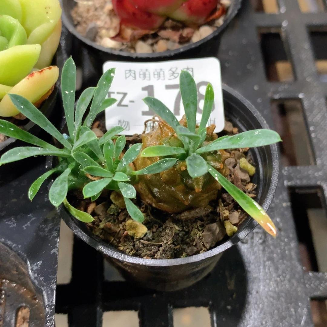 肉萌萌拇指盆多肉TZ178