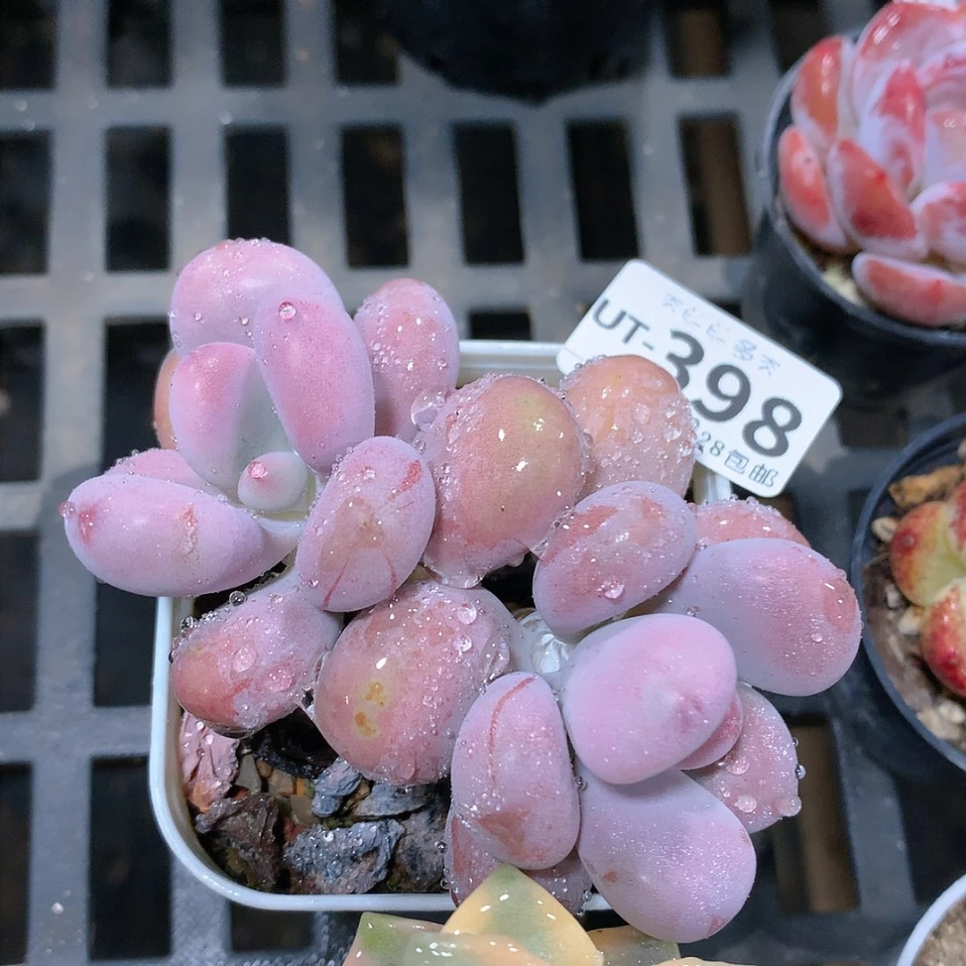 肉萌萌拇指盆多肉UT398
