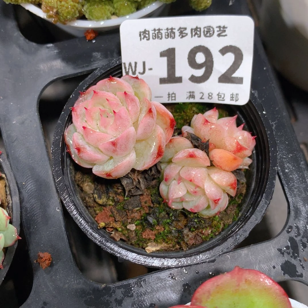 5CM拇指盆精控多肉WJ192