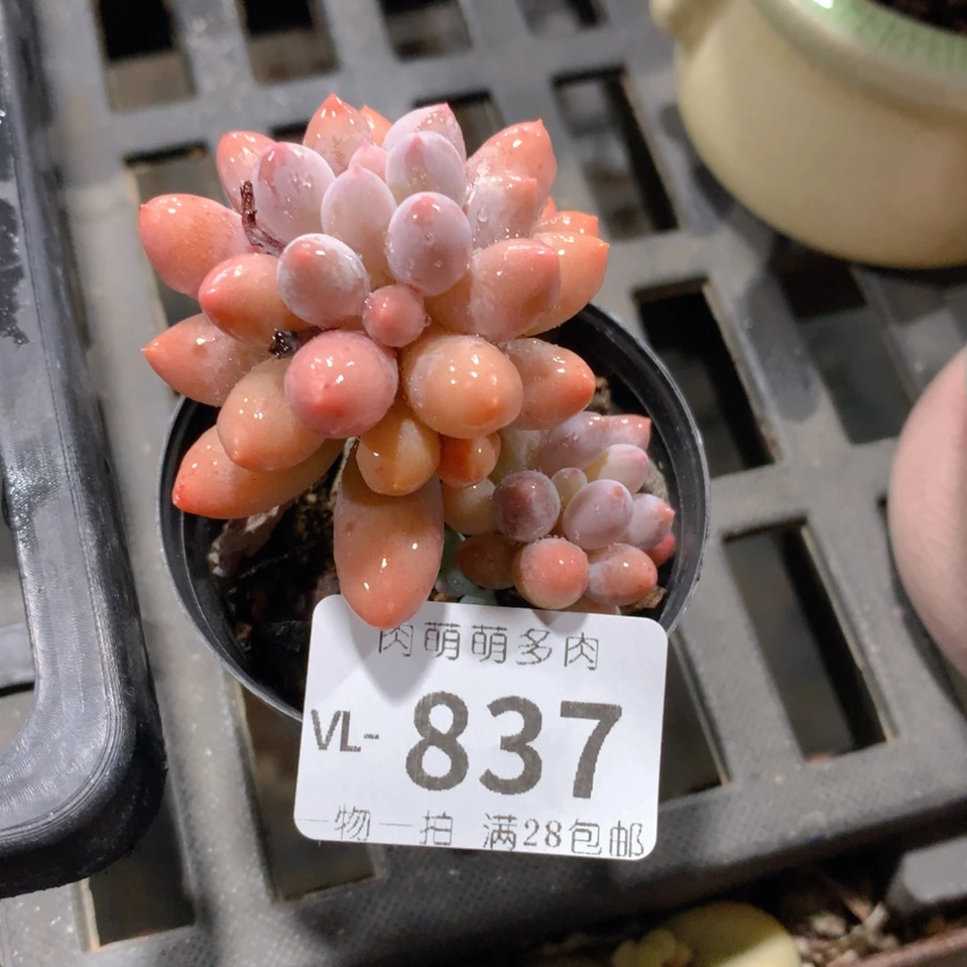 肉萌萌拇指盆多肉VL837