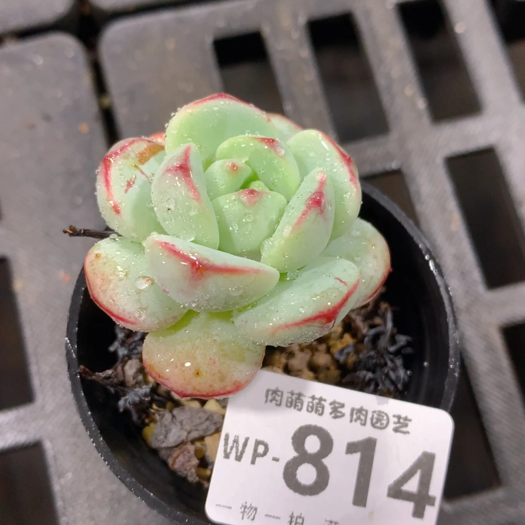 肉萌萌拇指盆精控多肉WP814