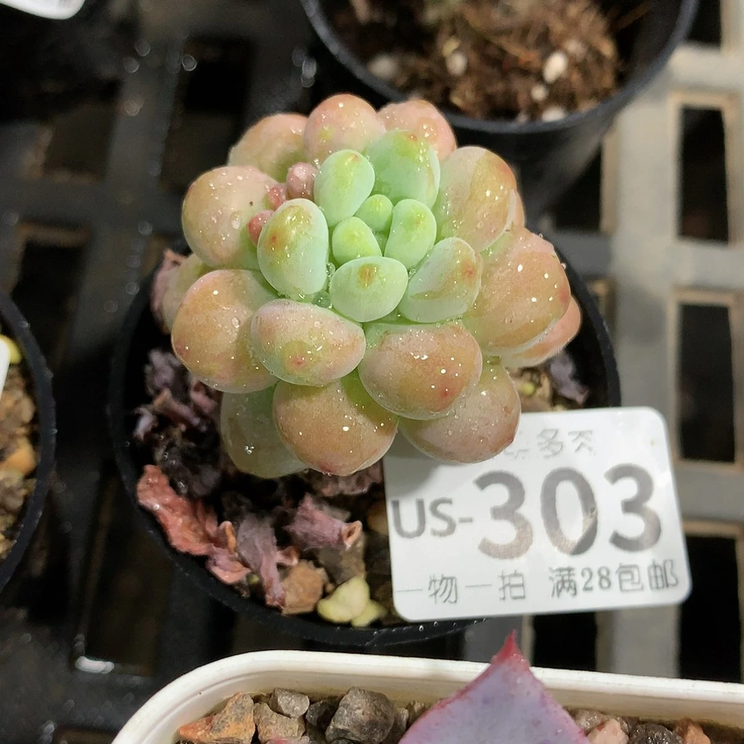 肉萌萌拇指盆多肉US303