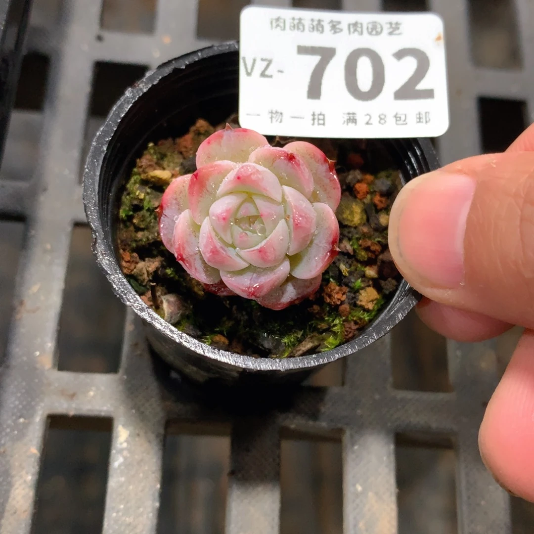 肉萌萌拇指盆多肉VZ702