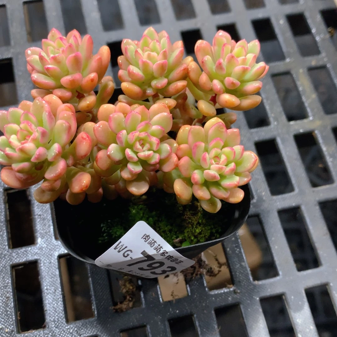 肉萌萌拇指盆多肉WG793