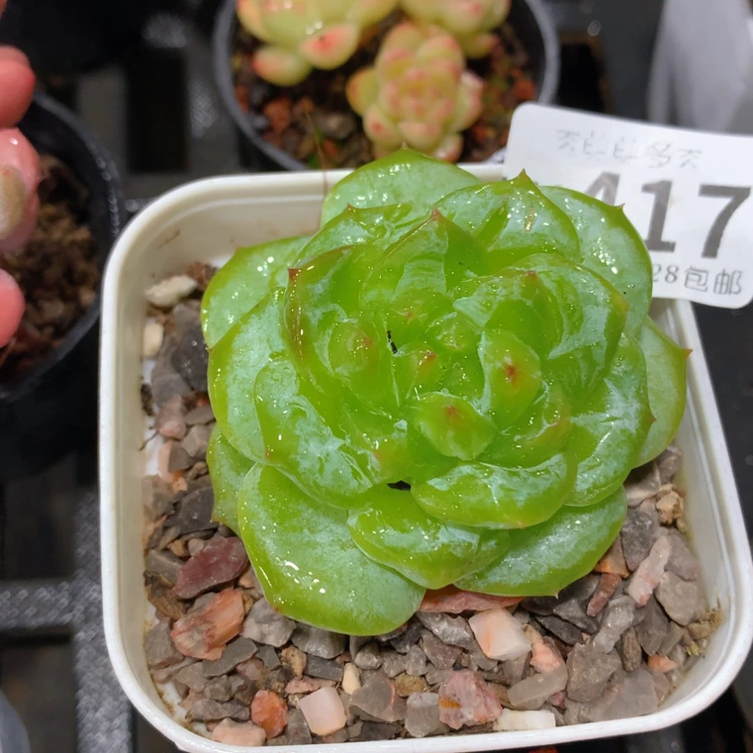 肉萌萌拇指盆多肉UV417