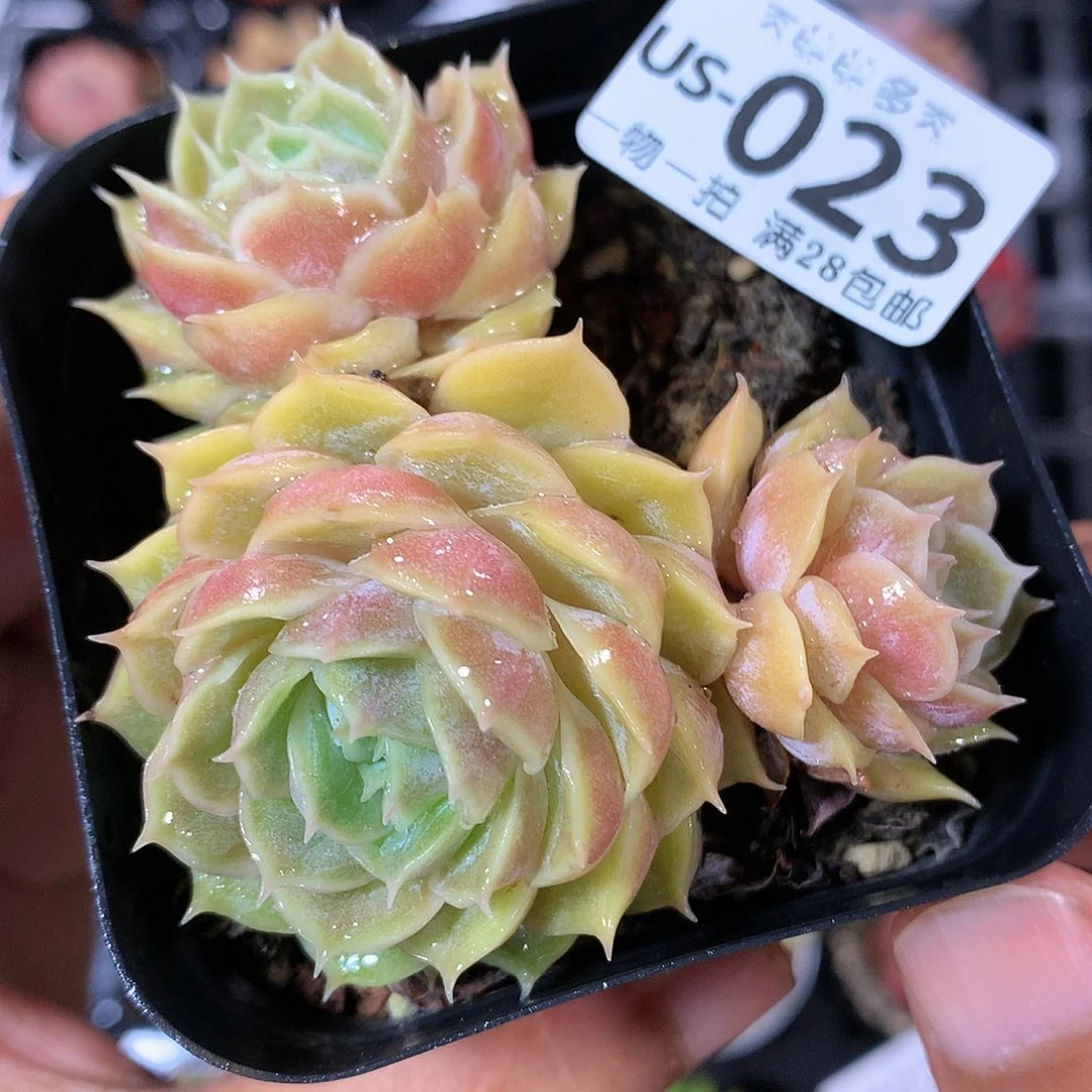 肉萌萌拇指盆多肉US023