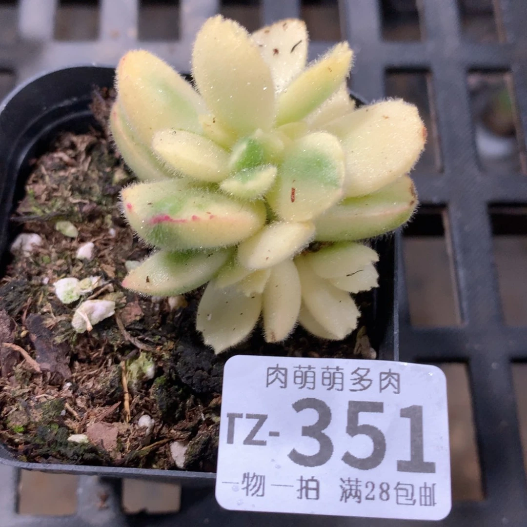 肉萌萌拇指盆多肉TZ351