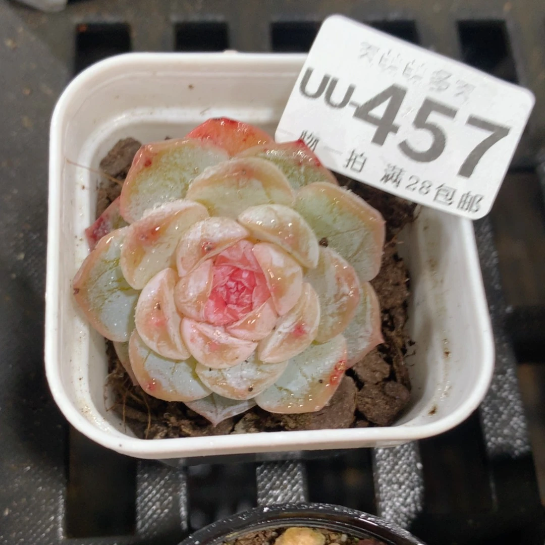 肉萌萌拇指盆多肉UU457