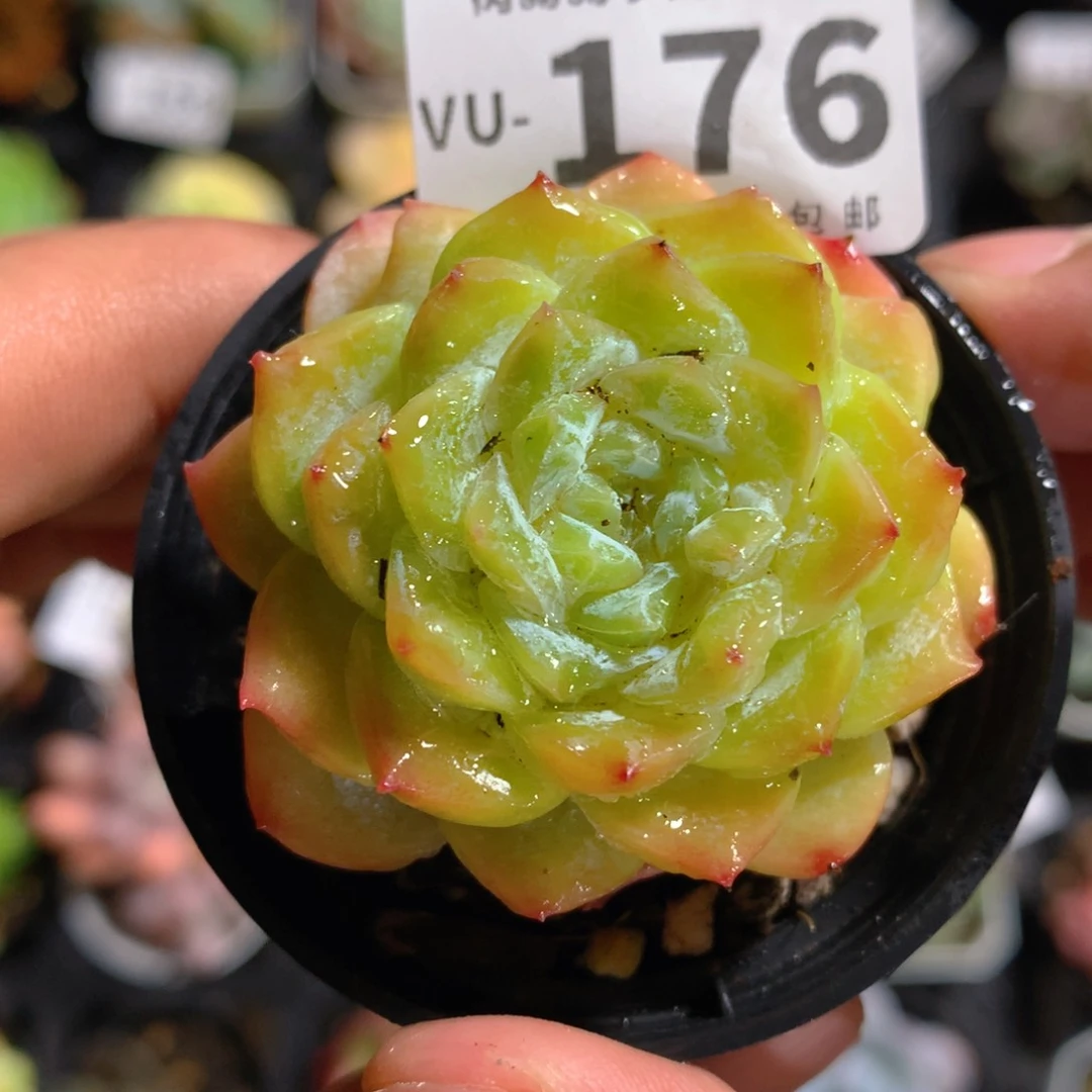 5CM拇指盆精控多肉VU176