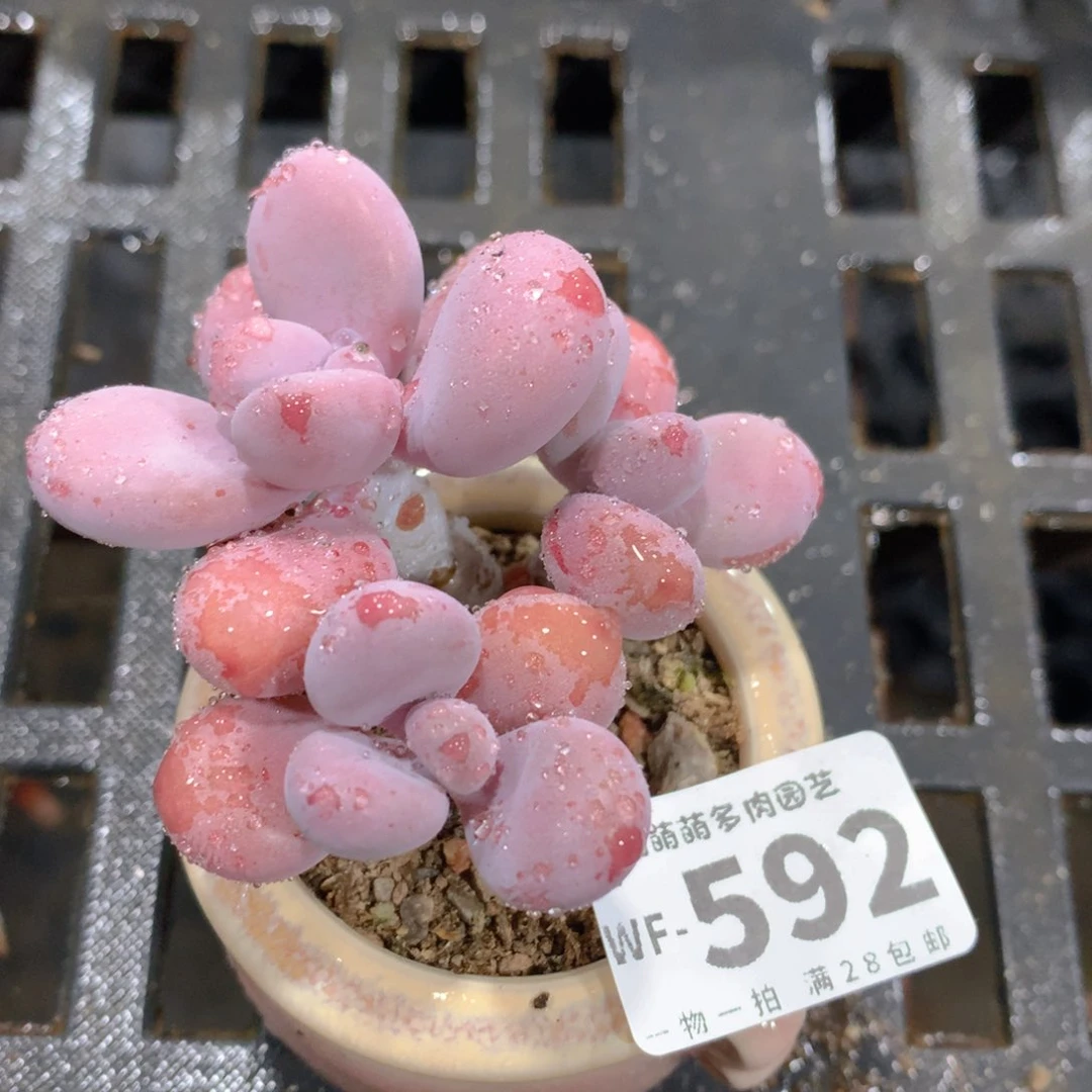 肉萌萌拇指盆多肉WF592