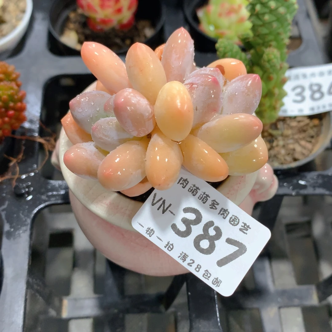 肉萌萌拇指盆多肉VN387