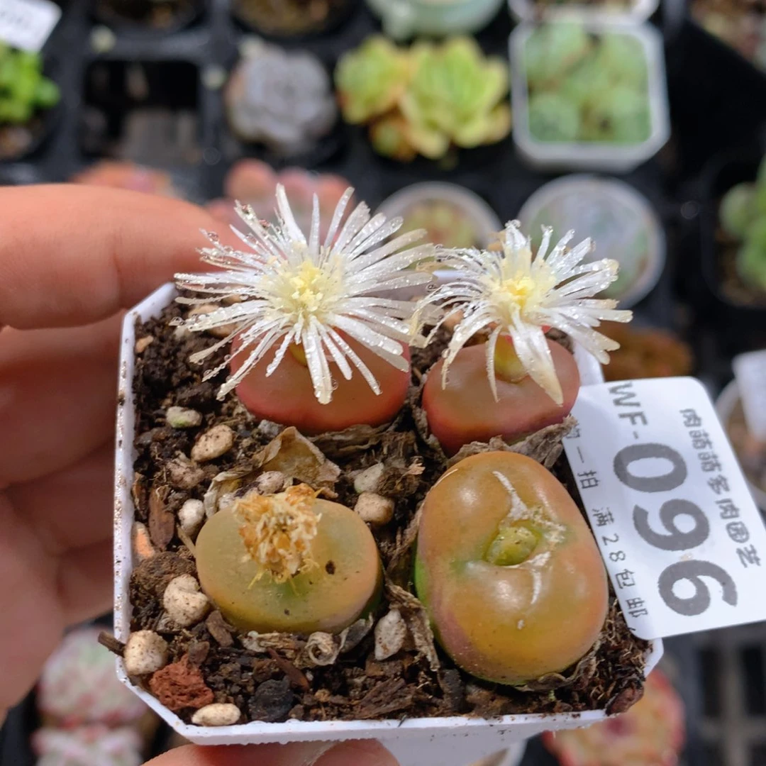 5CM拇指盆精控多肉WF096
