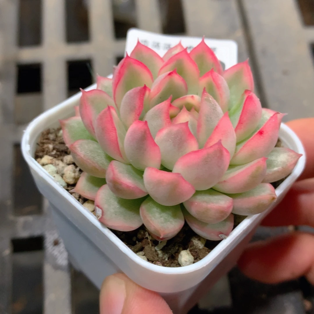 肉萌萌拇指盆多肉VN364