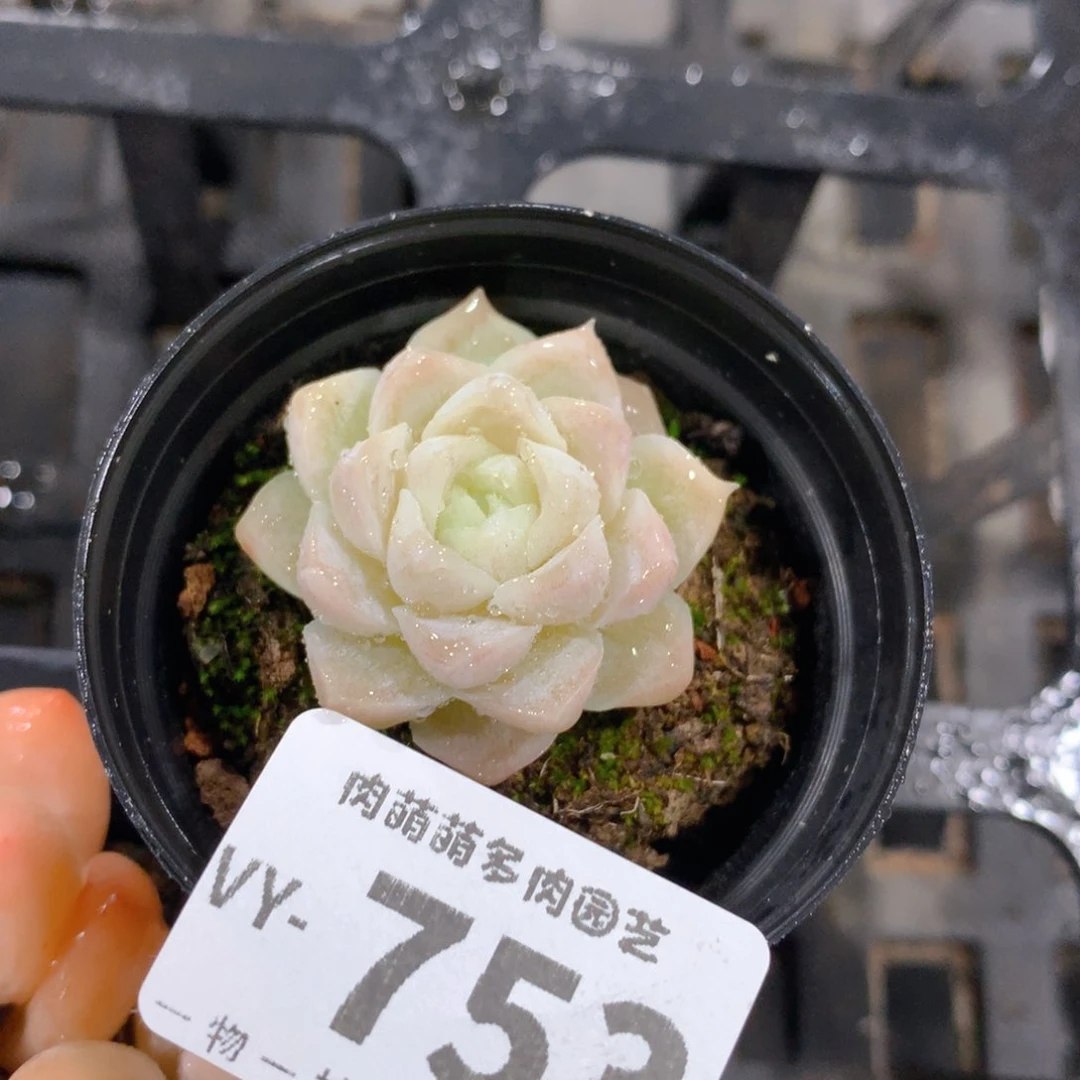 肉萌萌拇指盆多肉VY753